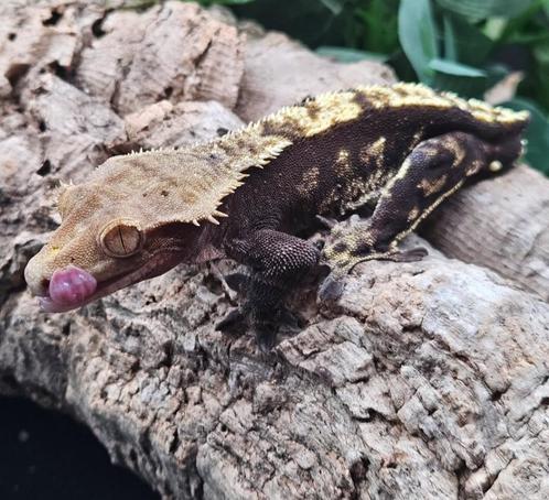 1.0 RTB bewezen kweekman Harlequin wimpergekko man, Dieren en Toebehoren, Reptielen en Amfibieën, Hagedis, 7 tot 10 jaar, Tam