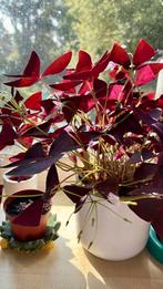 Oxalis triangularis stekje (Paarse klaver), Tuin en Terras, Ophalen