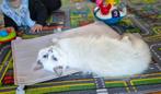 Mooie ragdoll kittens met stamboom, Kater, Met stamboom, 0 tot 2 jaar