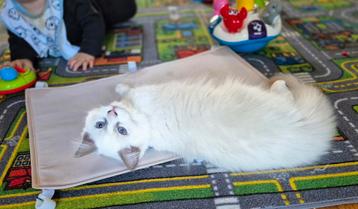 Mooie ragdoll kittens met stamboom  beschikbaar voor biedingen