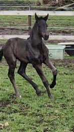 TOP Barock Pinto hengstveulen. V Glamourdale's Power&Paint, Hengst, 0 tot 2 jaar, Gechipt, Niet van toepassing