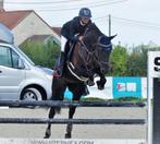 Merrie Zangersheide 14 jaar, Dieren en Toebehoren, Paarden, Merrie, Met stamboom, Springpaard, M