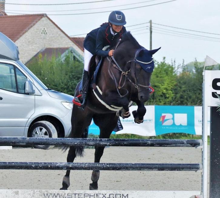 Merrie Zangersheide 14 jaar, Dieren en Toebehoren, Paarden, Merrie, M, 160 tot 165 cm, 11 jaar of ouder, Springpaard, Met stamboom