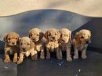 Designer pups kruising pup niet verharend, Dieren en Toebehoren, Honden | Niet-rashonden, CDV (hondenziekte), Meerdere, 8 tot 15 weken