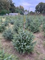 Kerstbomen, Jardin & Terrasse, Plantes | Arbres, En pot, Autres espèces, Enlèvement, Ombre partielle