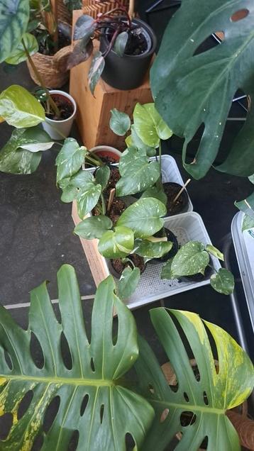 monstera thai constellation  beschikbaar voor biedingen