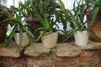 Aloë (3 stuks), Ophalen, Vetplant, In pot, Minder dan 100 cm
