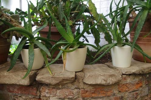Aloë (3 stuks), Huis en Inrichting, Kamerplanten, Vetplant, Minder dan 100 cm, In pot, Ophalen