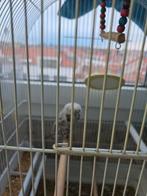 Een paar Engelse parkieten, Dieren en Toebehoren, Vrouwelijk, Parkiet