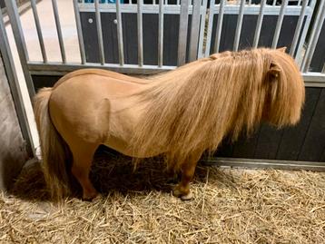 Top goedgekeurde mini Shetland stamboek hengst!, Dieren en Toebehoren, Hengst
