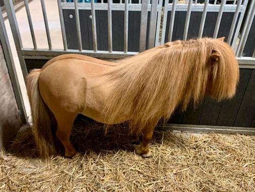 Top goedgekeurde mini Shetland stamboek hengst!, Dieren en Toebehoren, Paarden en Pony's | Dekhengsten en Fokmerries, Hengst