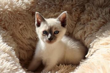 Prachtige siamese thai kittens beschikbaar, Dieren en Toebehoren, Katten en Kittens | Raskatten | Korthaar, Meerdere dieren, Gechipt