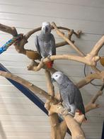 Tamme baby Grijze roodstaarten diverse leeftijden, Dieren en Toebehoren, Vogels | Parkieten en Papegaaien, Meerdere dieren, Papegaai