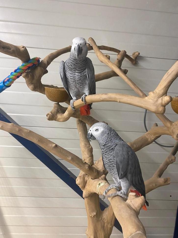 Tamme baby Grijze roodstaarten diverse leeftijden, Dieren en Toebehoren, Vogels | Parkieten en Papegaaien, Papegaai, Meerdere dieren