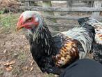 Lieve, tamme Brahma hanen, Dieren en Toebehoren, Pluimvee, Mannelijk, Kip