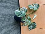 Monstera Albo variegata, Maison & Meubles, Plantes d'intérieur, Autres espèces, En pot, Enlèvement ou Envoi, Plante à fleurs