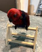 Éclectus femelle, Dieren en Toebehoren, Vogels | Parkieten en Papegaaien, Vrouwelijk, Papegaai, Geringd