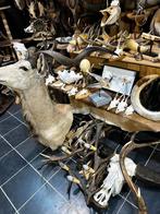 Curiosa taxidermie te koop, Ophalen of Verzenden