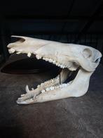 Schedel everzwijn, Ophalen of Verzenden, Zo goed als nieuw, Schedel