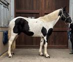 Mooie Bonte Merrie, Zadelmak, 3 tot 6 jaar, 160 tot 165 cm, Recreatiepaard