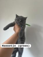 Britse korthaar kitten’s, Meerdere dieren, Gechipt, 0 tot 2 jaar