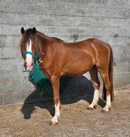 B welsh ruin Surprise, Dieren en Toebehoren, Pony's, Ruin, B