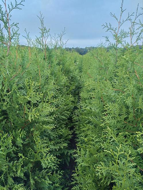 Thuja Brabant haagplanten 150/175 cm hoogte, Jardin & Terrasse, Plantes | Arbustes & Haies, Enlèvement ou Envoi