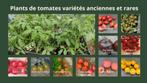 Plants de tomates - variétés anciennes ou rares, Tuin en Terras, Planten | Tuinplanten, Ophalen, Volle zon, Groenteplanten, Eenjarig