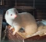 2 fretjes op zoek naar een goede thuis., Dieren en Toebehoren, Overige Dieren, April, Meerdere dieren