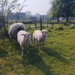 gespeende ooilammeren, Dieren en Toebehoren, Schapen, Geiten en Varkens