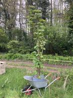 Esdoornboompje2 - 2m60 (2m80 met pot), Tuin en Terras, Planten | Bomen, In pot, Halfschaduw, Lente, 250 tot 400 cm