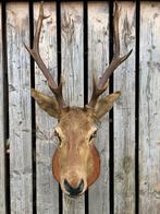 Grande tête de cerf 10 cors!!!, Collections, Collections Animaux, Enlèvement, Utilisé, Cerf, Animal empaillé