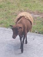 Schaap te koop, Dieren en Toebehoren, Schaap