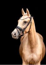 Xxl reitpony , german pony , mare , 1,55 and 6 years, Dieren en Toebehoren, Paarden, Merrie, B, Gechipt