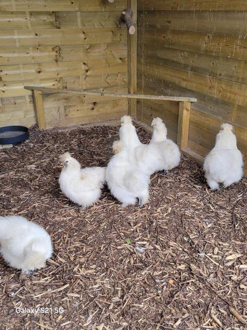 broedeieren zijdehoender wit, Dieren en Toebehoren, Pluimvee