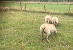 Rouge de l’Ouest lammeren, Dieren en Toebehoren, Schaap