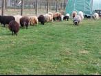 Agneaux Oussant et femelle + agneau, Animaux & Accessoires, Moutons, Chèvres & Cochons, Plusieurs animaux, Mouton, 0 à 2 ans