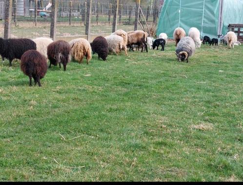 Ouessant lammetjes en ooi + lam, Dieren en Toebehoren, Schapen, Geiten en Varkens, Schaap, Meerdere dieren, 0 tot 2 jaar
