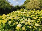 Prachtige Grote Witte Hortensia!, Volle zon, Vaste plant, Zomer, Ophalen
