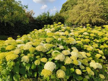Prachtige Grote Witte Hortensia! beschikbaar voor biedingen