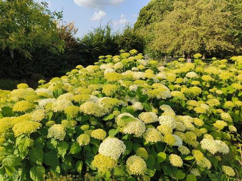 Prachtige Grote Witte Hortensia!, Tuin en Terras, Planten | Tuinplanten, Vaste plant, Overige soorten, Volle zon, Zomer, Ophalen