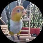 Te koop, Dieren en Toebehoren, Vogels | Overige Vogels, Mannelijk, Tropenvogel, Geringd