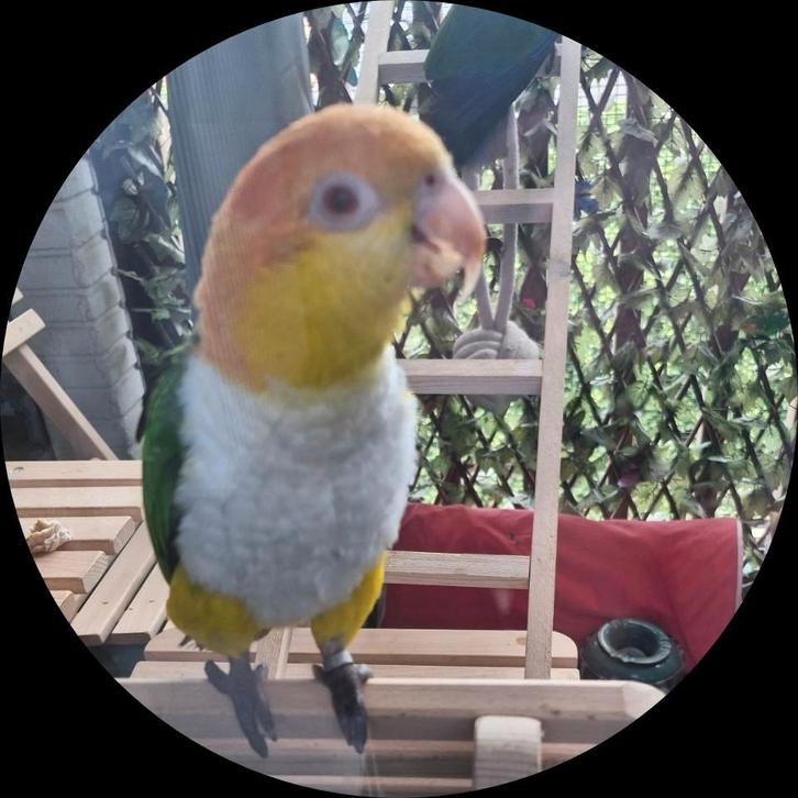 Te koop, Dieren en Toebehoren, Vogels | Overige Vogels, Tropenvogel, Mannelijk, Tam, Geringd