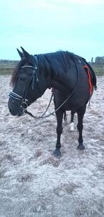 Brave 19jarige merrie, Dieren en Toebehoren, Merrie