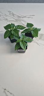 Carolina Reaper (plant), Annuelle, Plein soleil, Été, Enlèvement