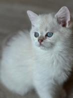 kittens Britse korthaar/ langhaar, Meerdere dieren, Gechipt, 0 tot 2 jaar