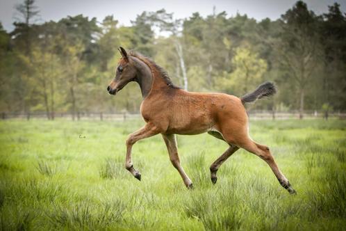 Haras de pur-sang arabe, Animaux & Accessoires, Poneys, Étalon, Ne s'applique pas, 0 à 2 ans, Avec pedigree, Avec puce électronique