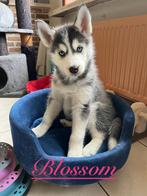 Siberische Husky pups, Dieren en Toebehoren, Honden | Poolhonden, Keeshonden en Oertypen, CDV (hondenziekte), Meerdere, Poolhond