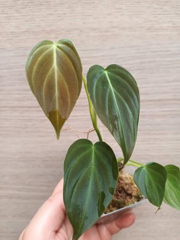 Philodendron splendid  beschikbaar voor biedingen