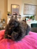 Beaux lapins à tête de lion en bonne santé